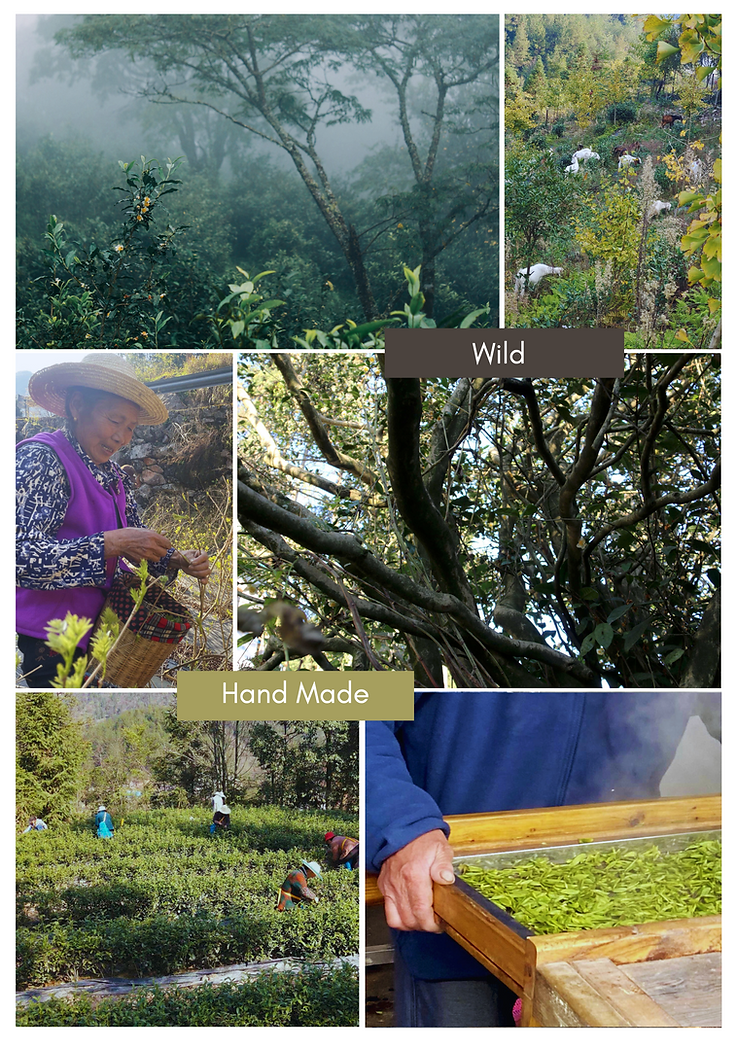 Yun Tea Produkt