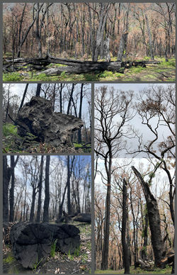 Montrose fire damage