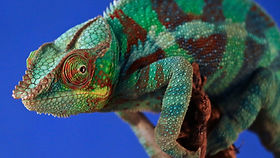 A chameleon changing colour