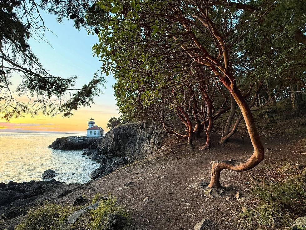 Madrone trees of San Juan Island WA