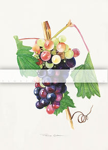 B CABERNET VÉRAISON Florence Cointreau_edited.jpg