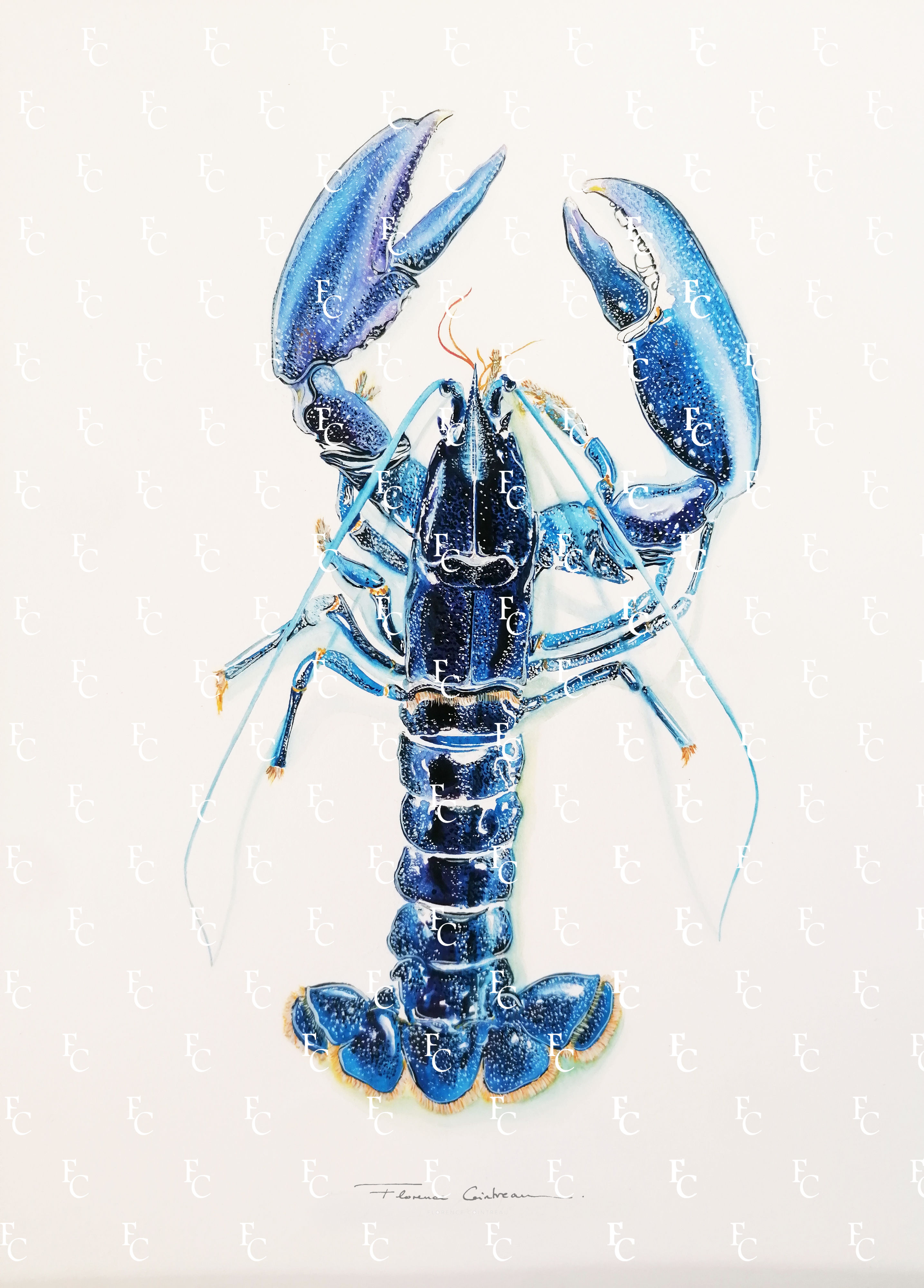 Homard Bleu de Bretagne Nº4