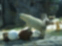 White Bear