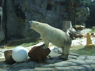 White Bear