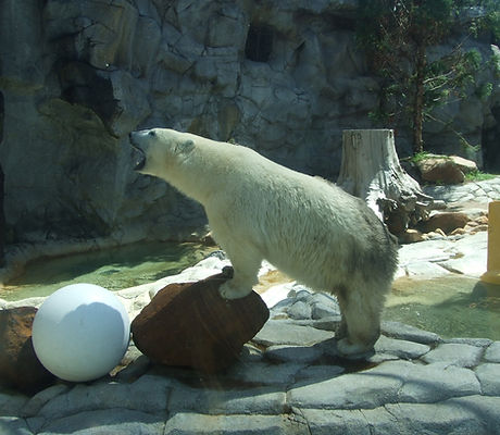 White Bear