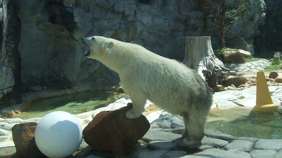 Polar Bear Swim