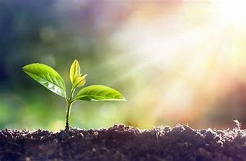 plant growing.jfif