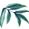 Leaf