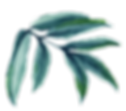 hoja
