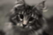 WhatsApp Image 2020-02-19 at 13.33.03.jp