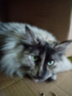 WhatsApp Image 2019-11-07 at 20.47.28.jp