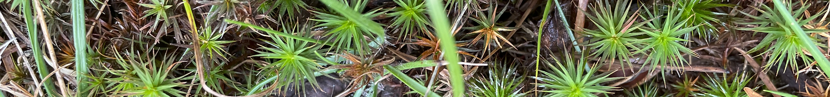 moss as stars for integrative mental health therapy
