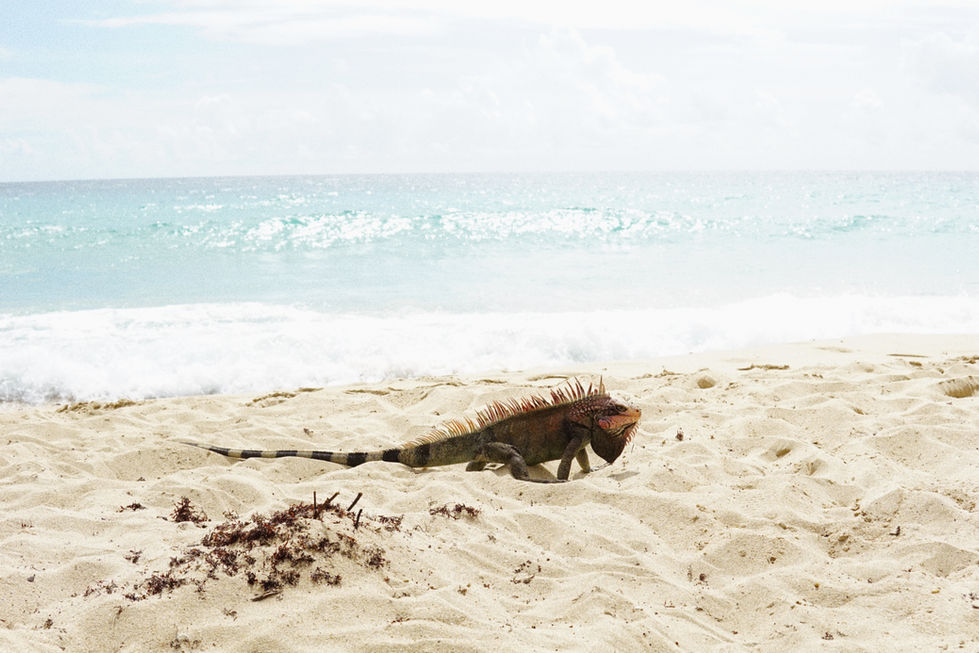 Superior Sunbather
