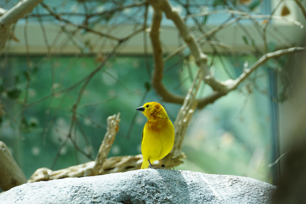 Little Lemon II
