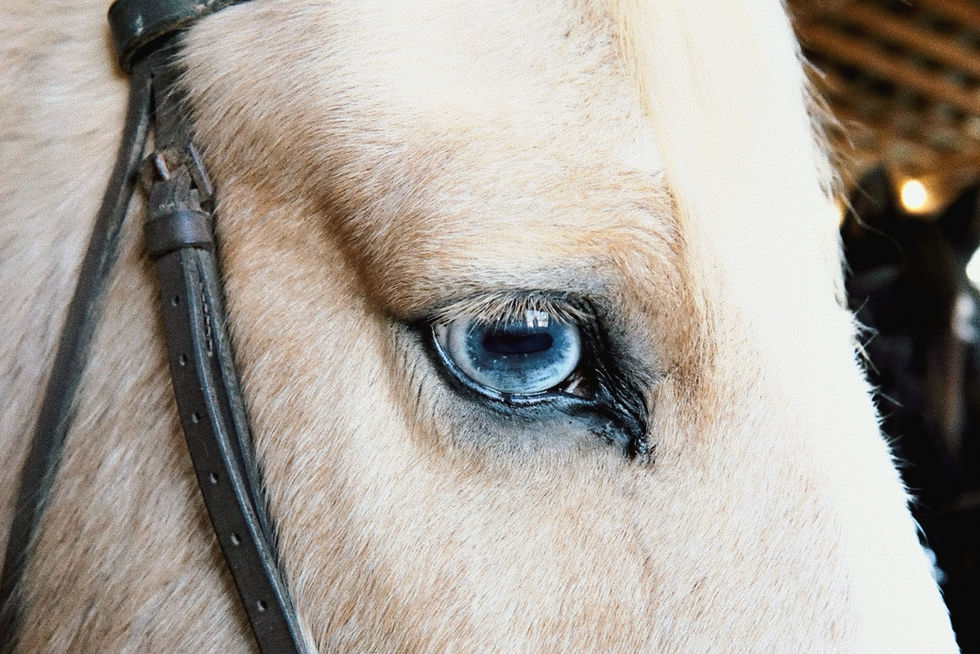 Eye of the Horse