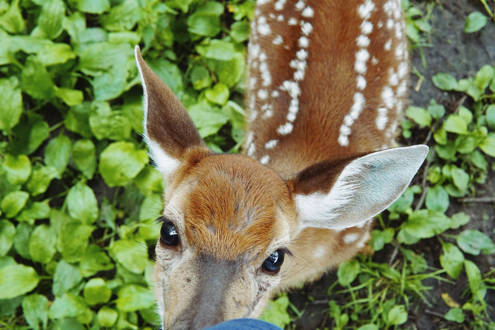 Bambi II