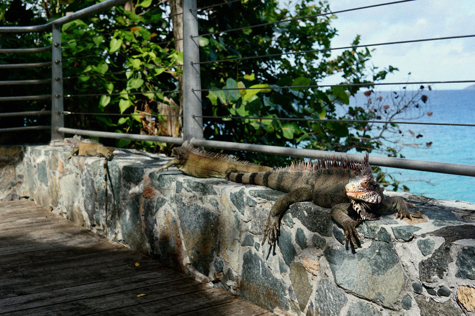 Superior Sunbather II