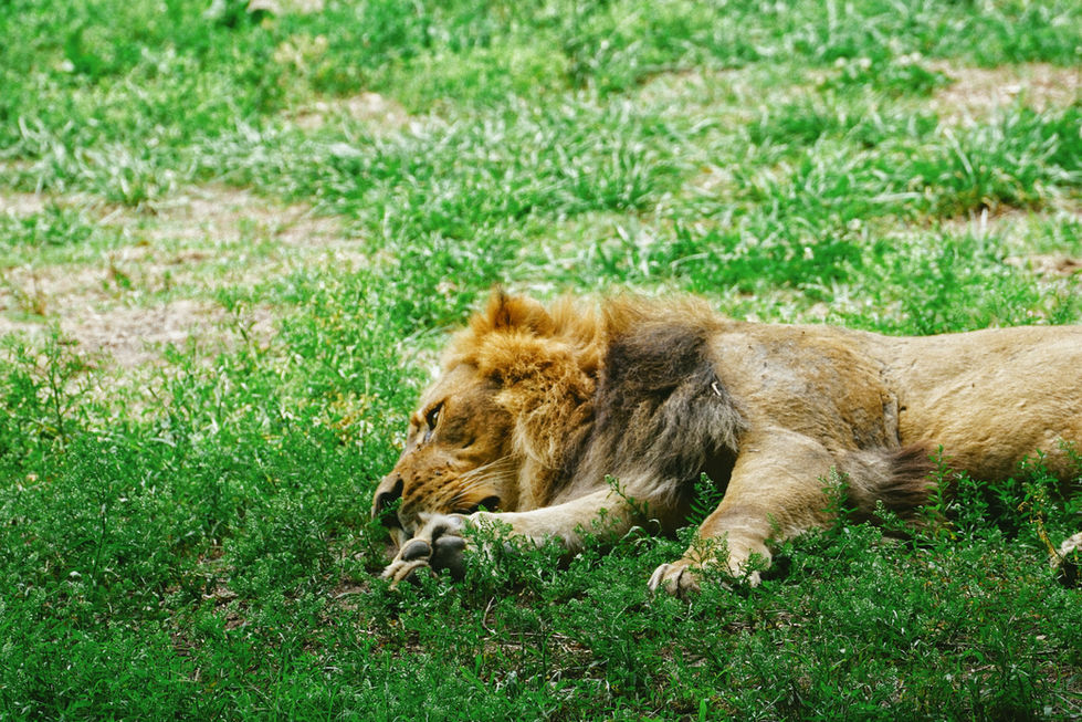 Nap Time