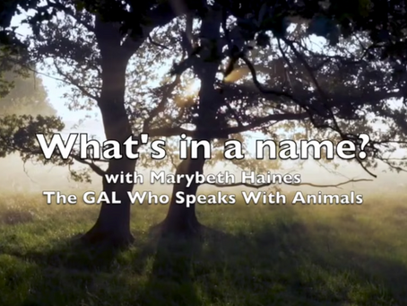 What's In Your Name - Soul Healing With Animals