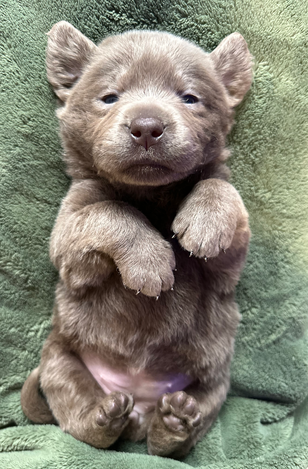 Silver Female- Available