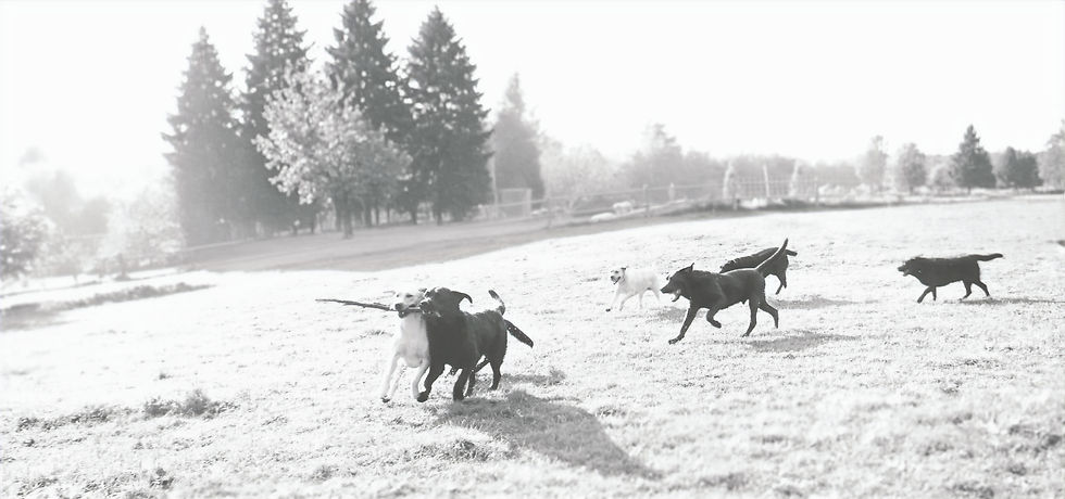 Labrador Retrievers playing in field at Hoof-n-Paw
