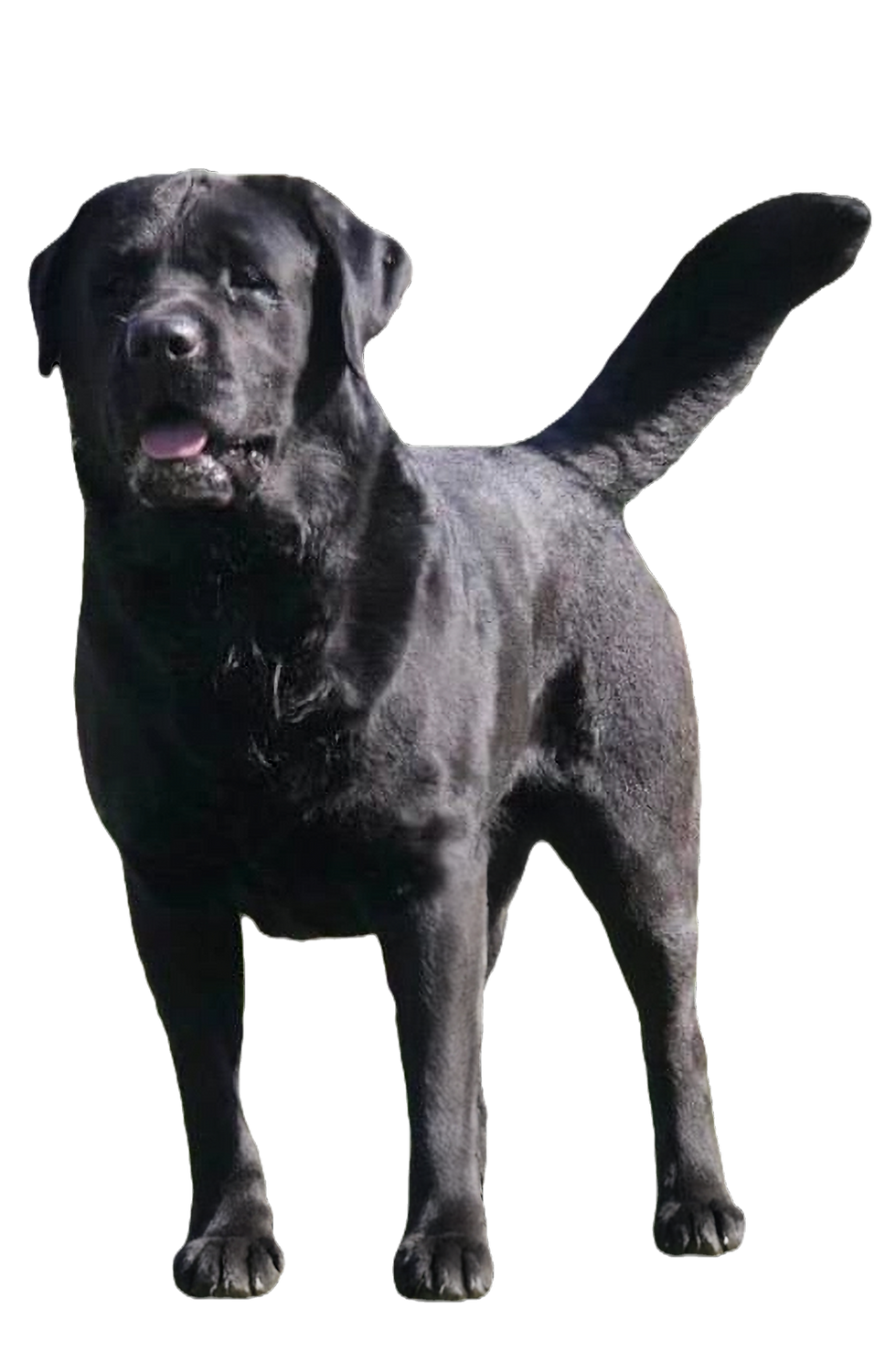 Black English Labrador Bean from Hoof-N-Paw