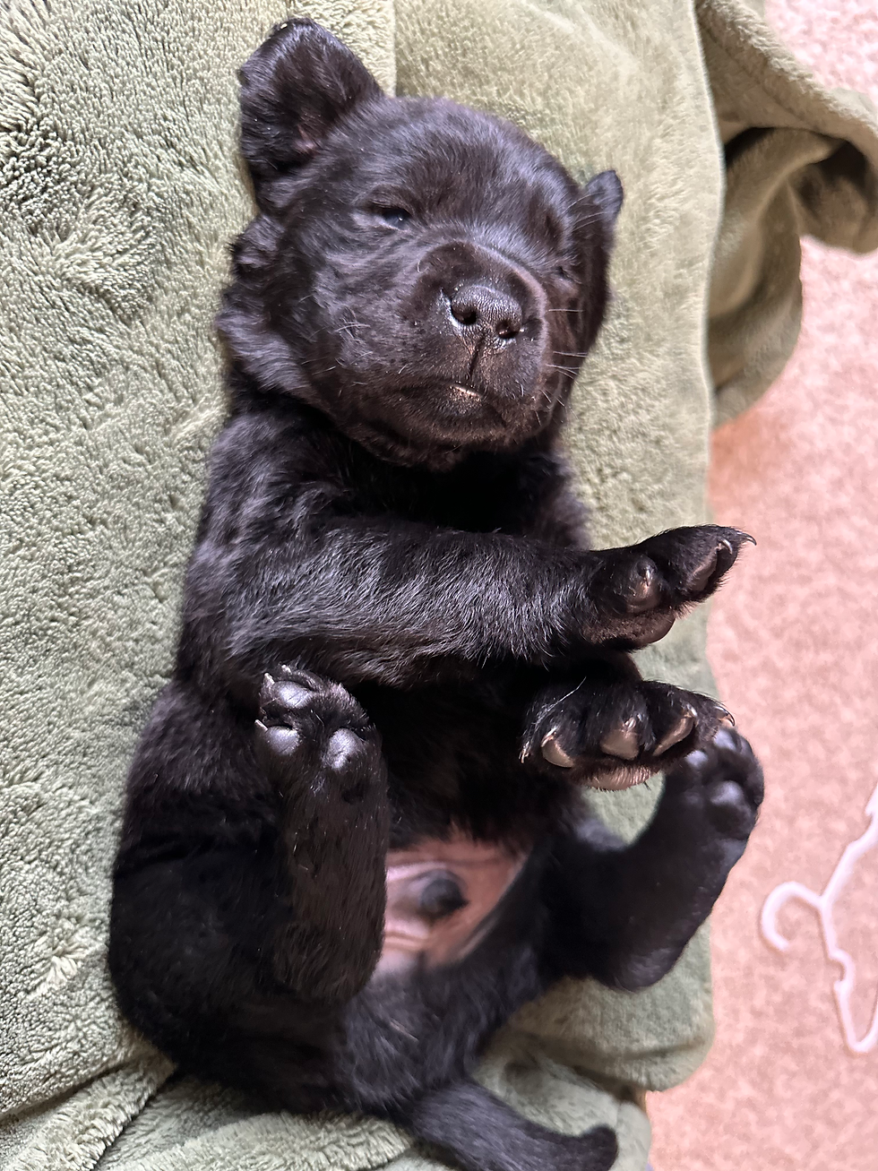 Black Male- Available