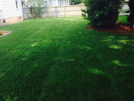Have the greenest grass in your neighborhood