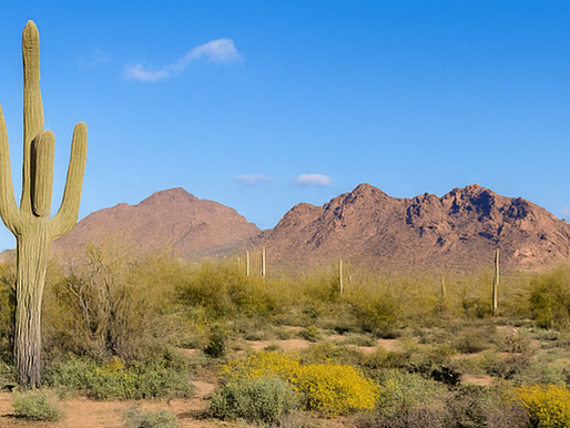 Scottsdale desert landscape with cacti and sunny blue skies