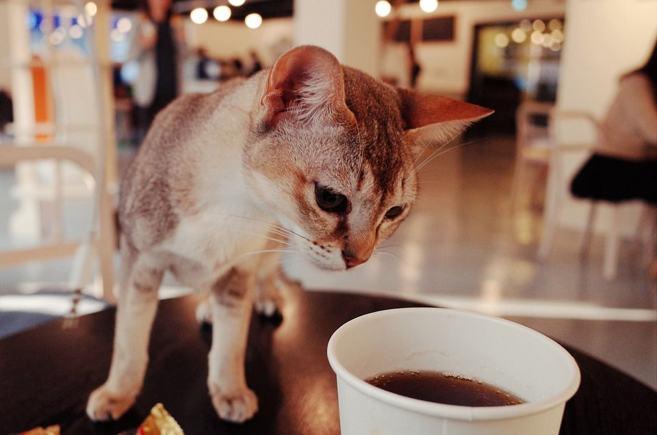 cat in cat cafe La Gattara in Phoenix, Arizona