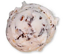 Coconut Almond Bliss.png
