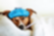 cachorro-doente.webp