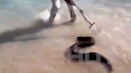 Ogromna murena zaatakowała turystę na plaży w Hurghadzie