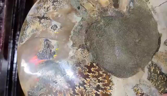 Thumbnail: Ammonite