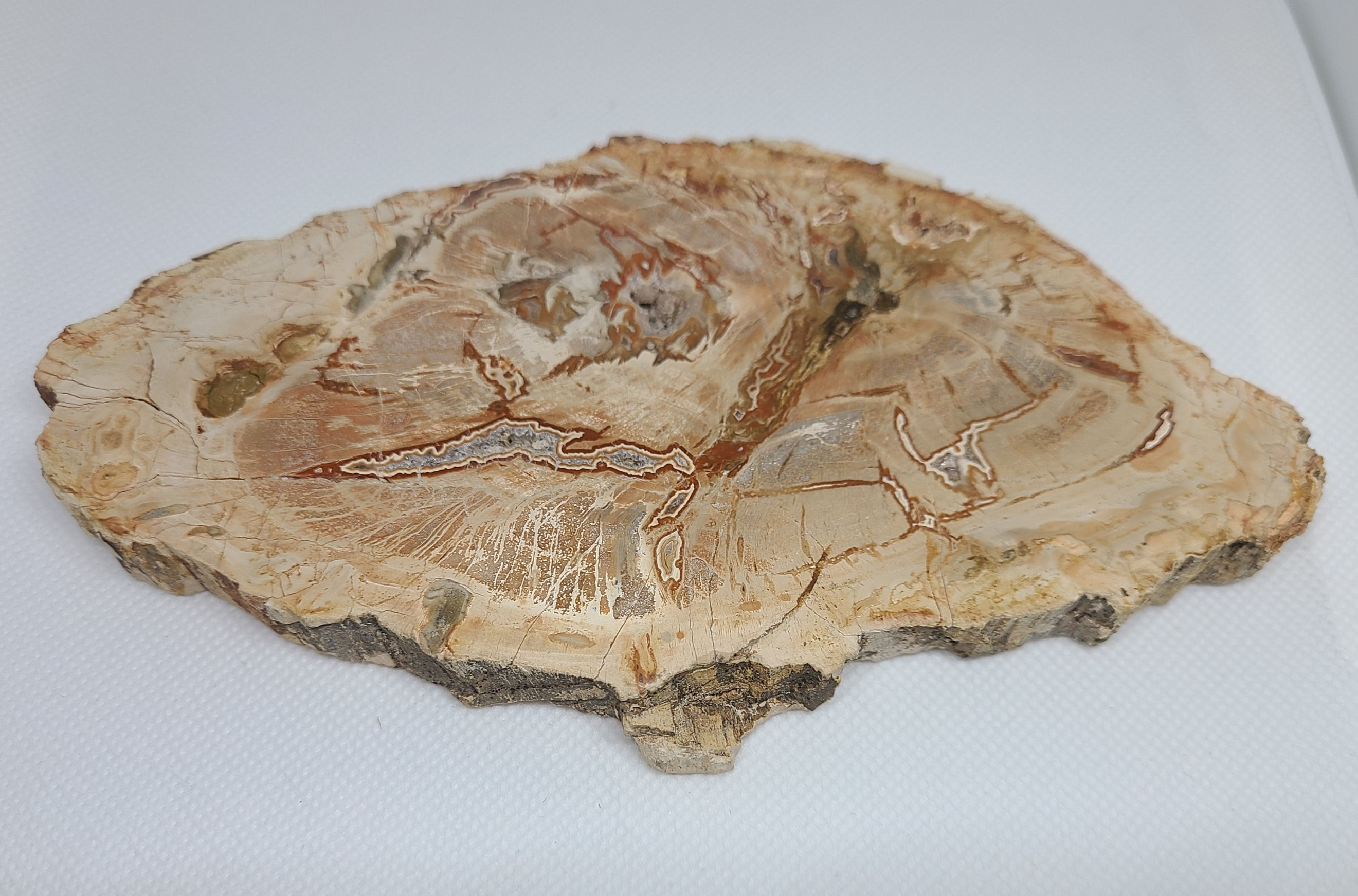 Petrified Wood