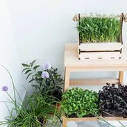 potager en appartement.webp