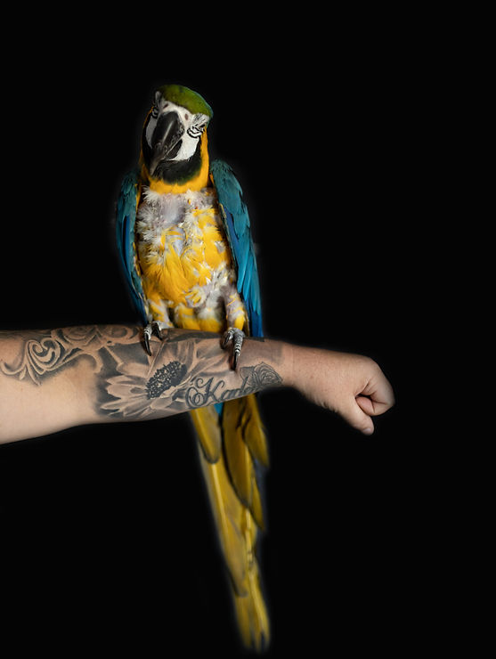 Rescued macaw perched on arm showing trust and care at bird sanctuary
