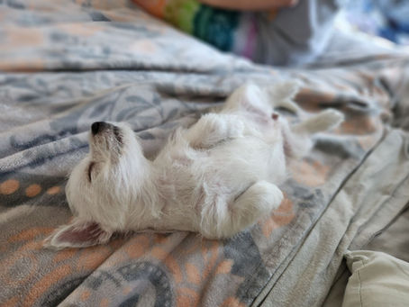Asta's Pups in Their Fur-ever Homes