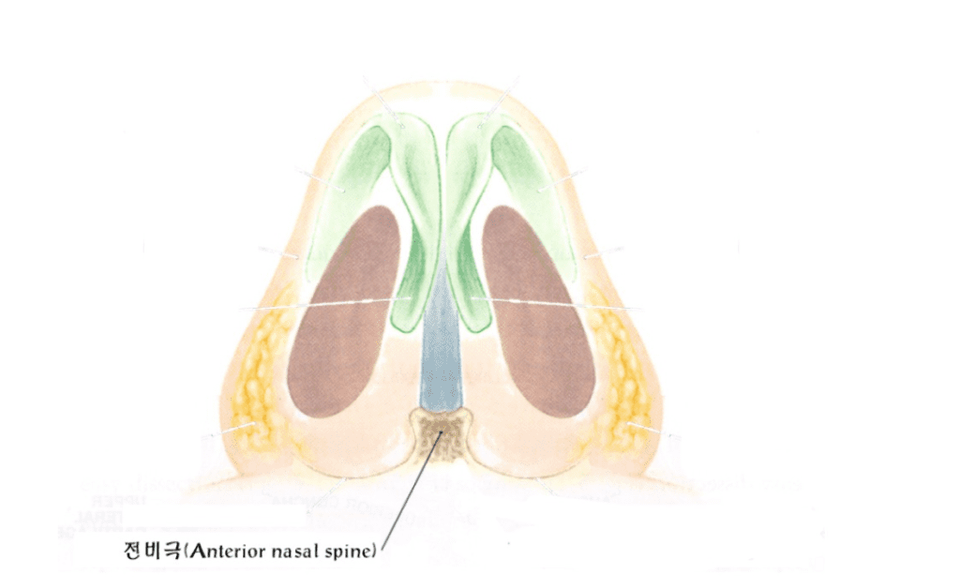Medical illustration showing the anterior nasal spine located at the base of the columella, demonstrating its role in supporting nasal symmetry during nostril asymmetry correction surgery.