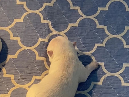 Sweet Puppy Dreams
