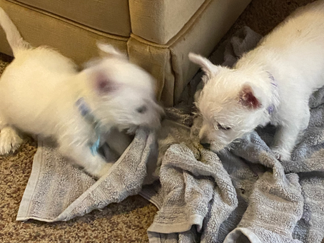 Asta's Last Litter