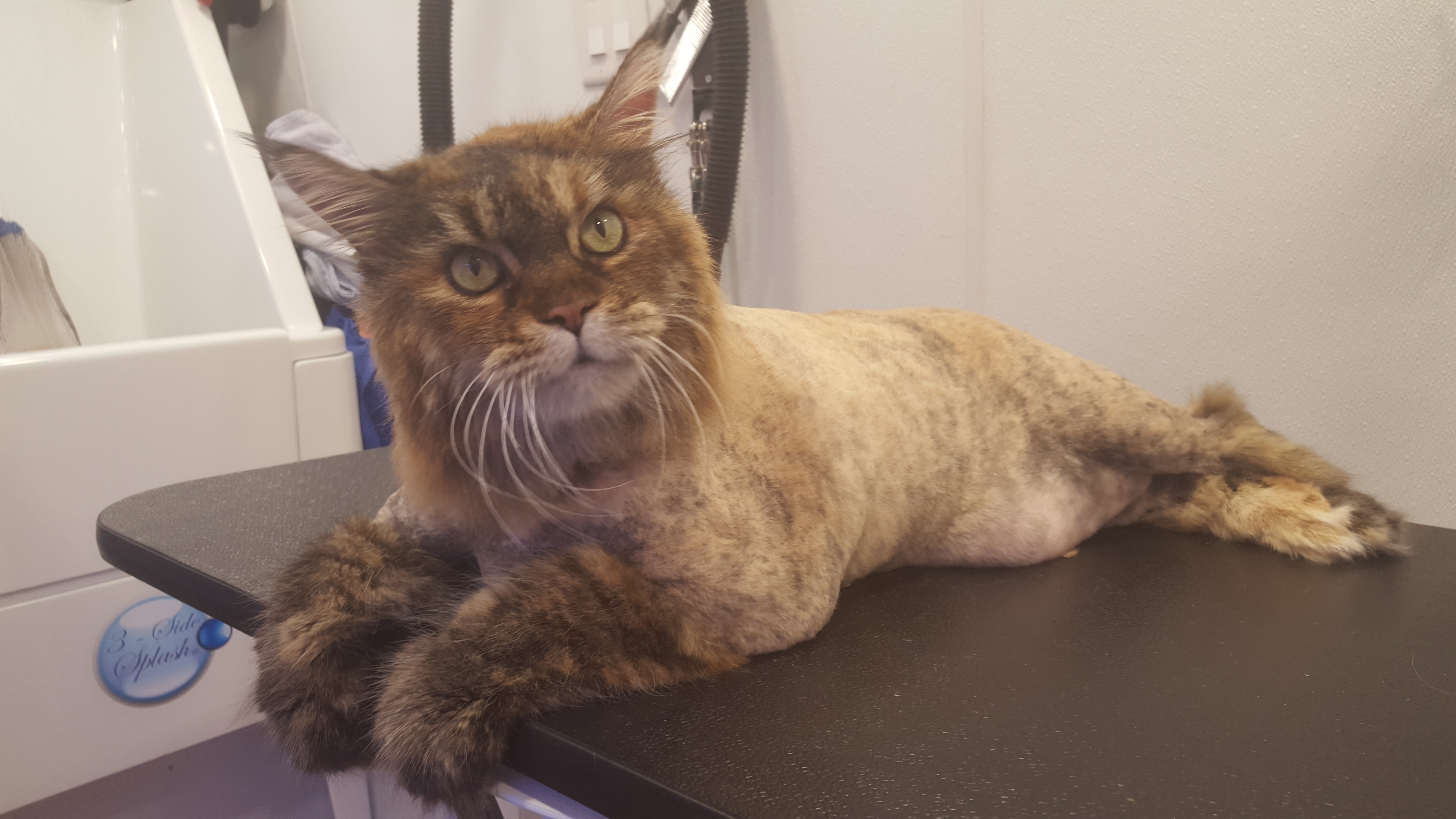Maine Coon After