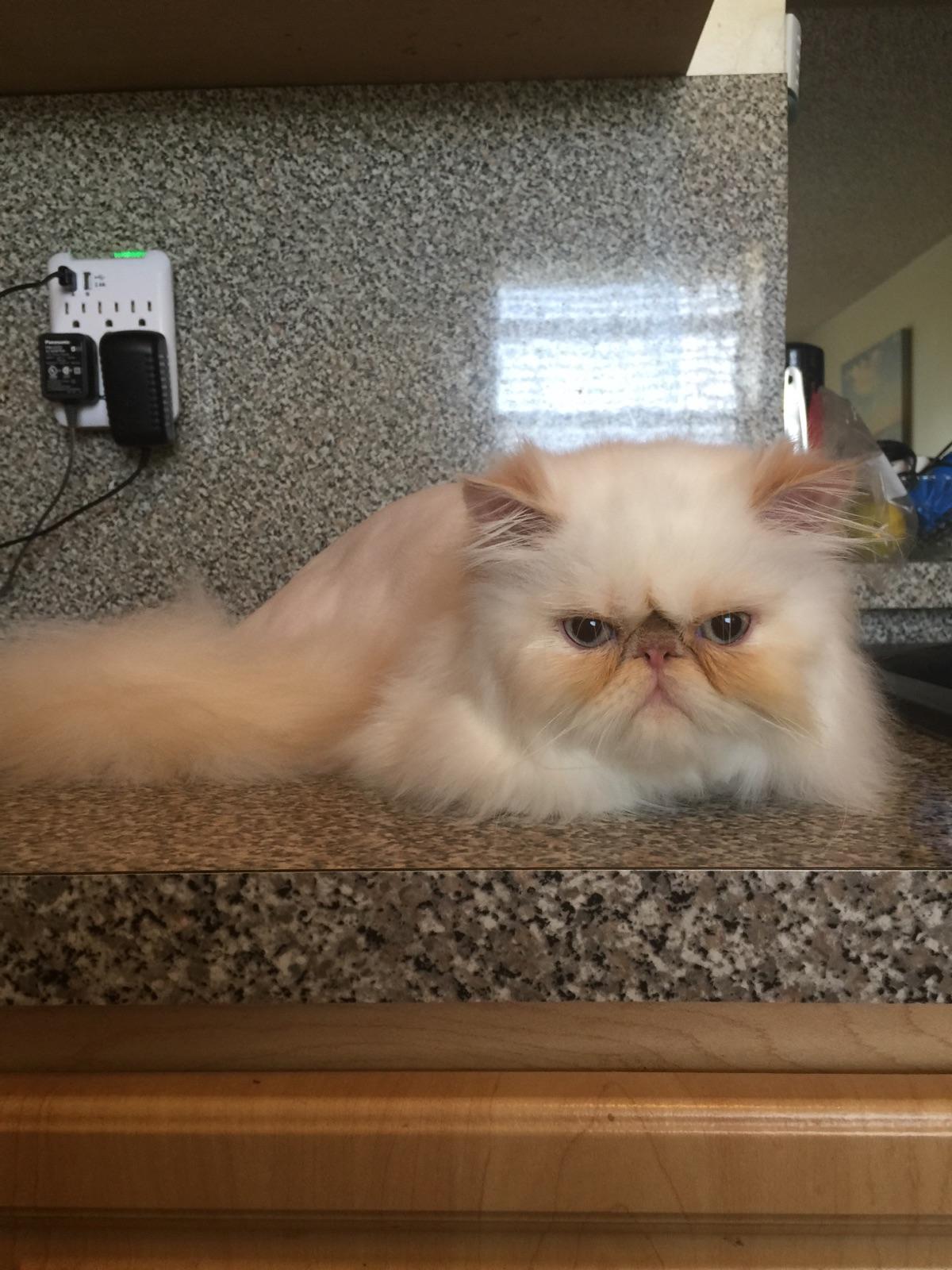 Himalayan After