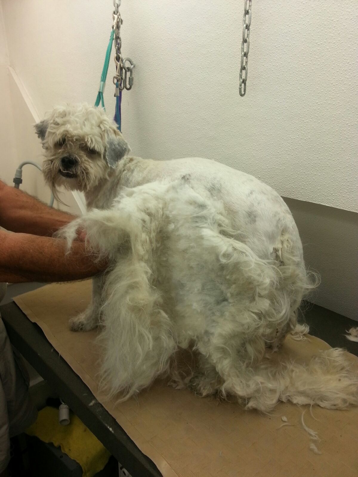 Pealing his matted hair off of him