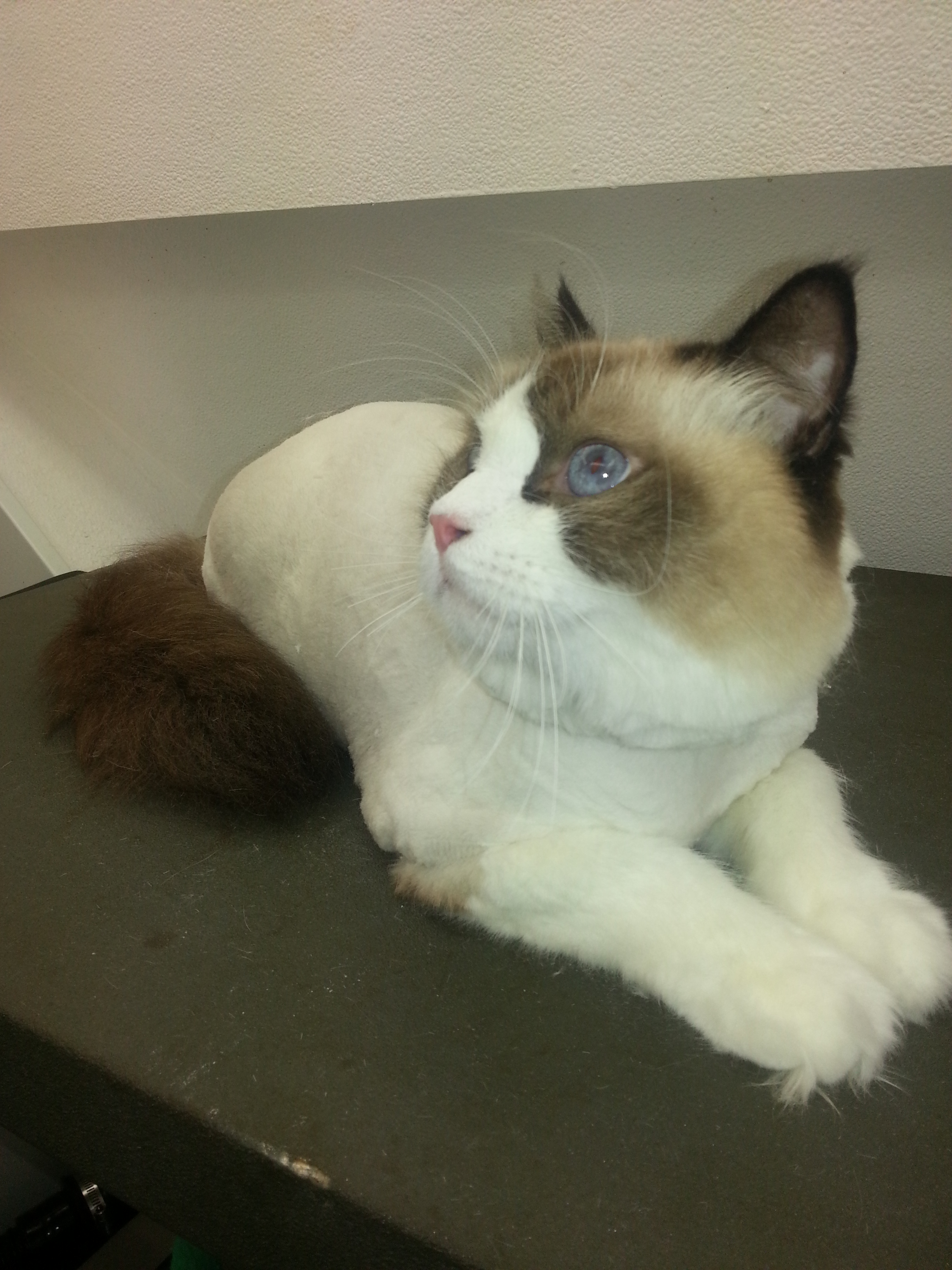 Waffles After - Lion Cut