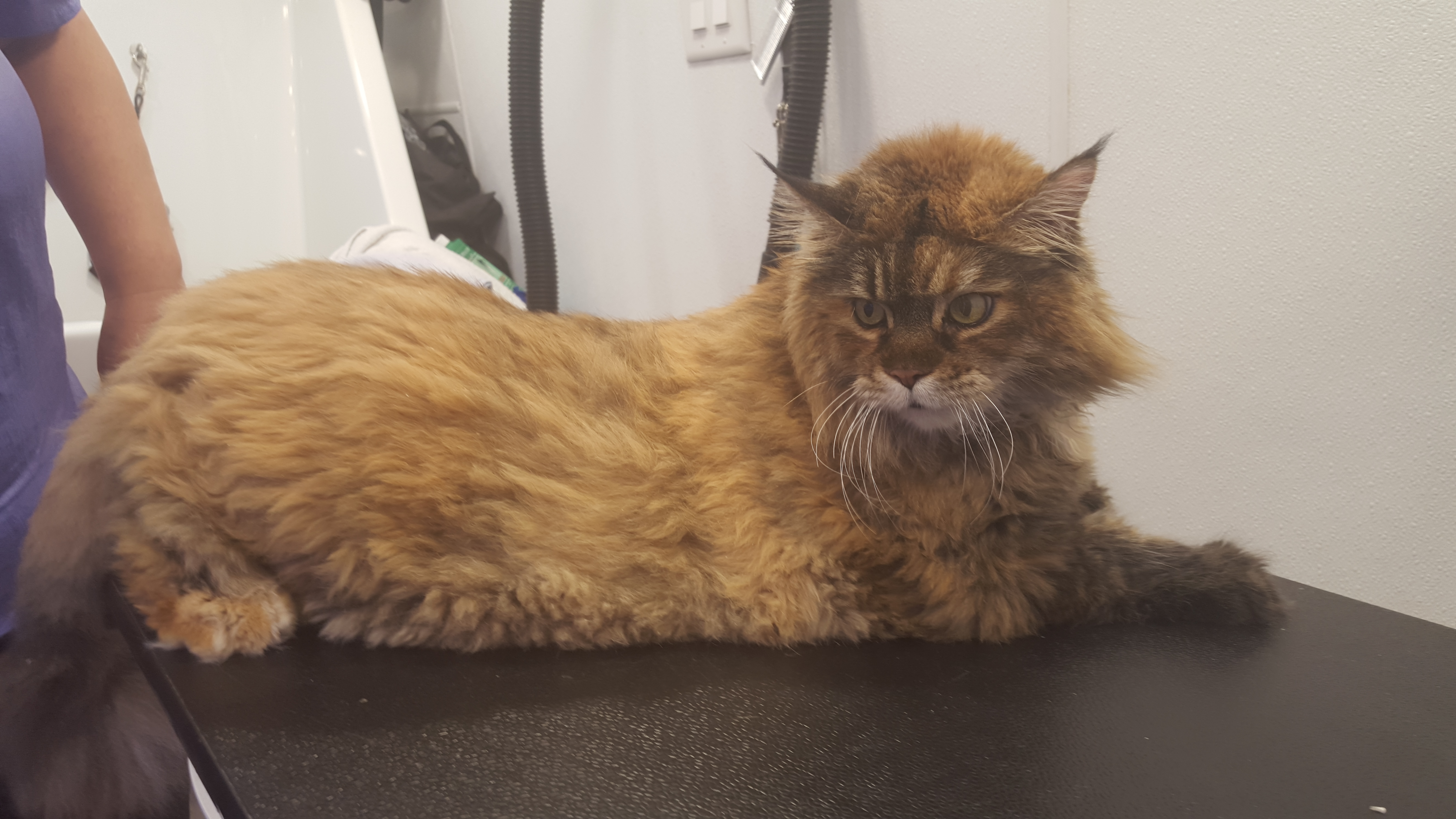 Maine Coon Before