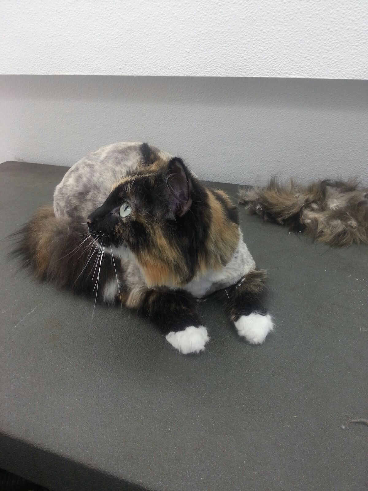 Kitty After the grooming
