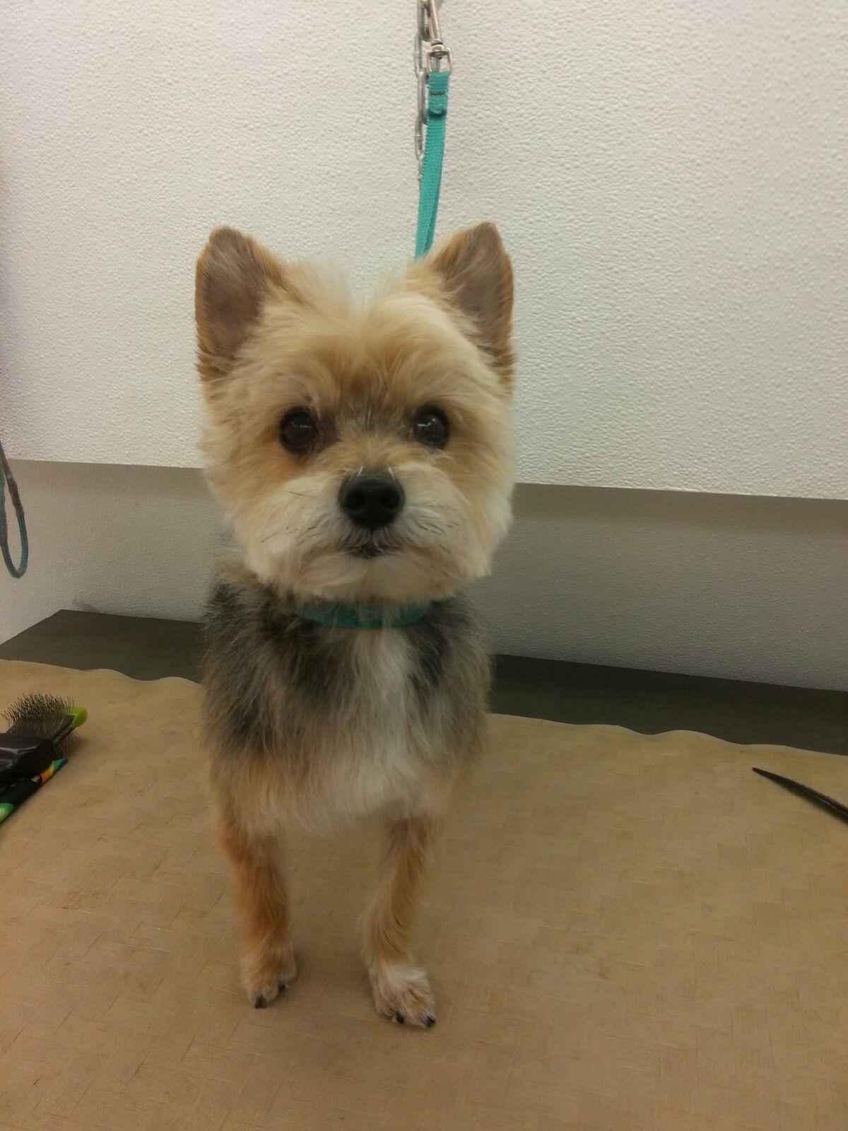 Little Max
