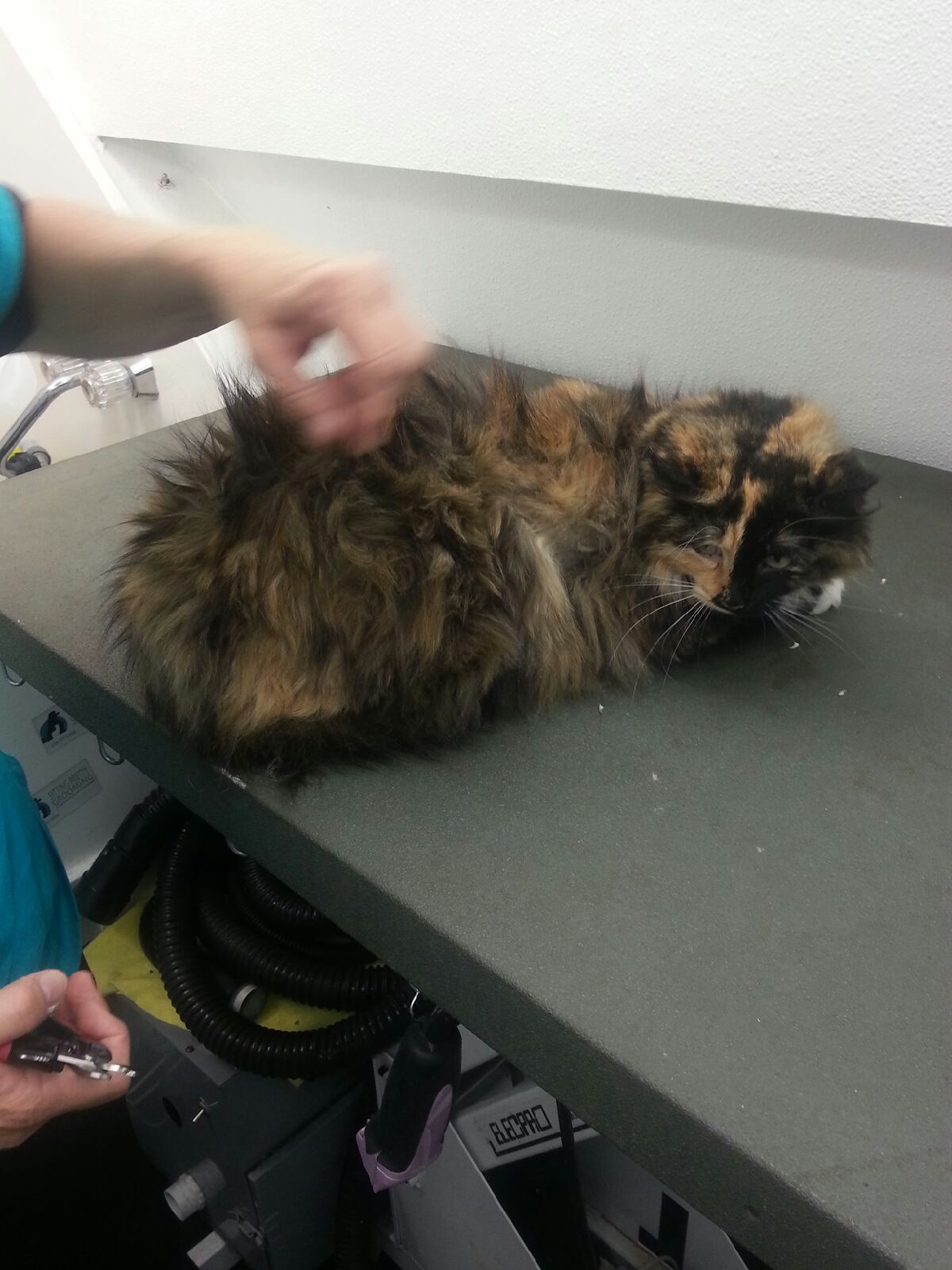 Matted kitty before groom