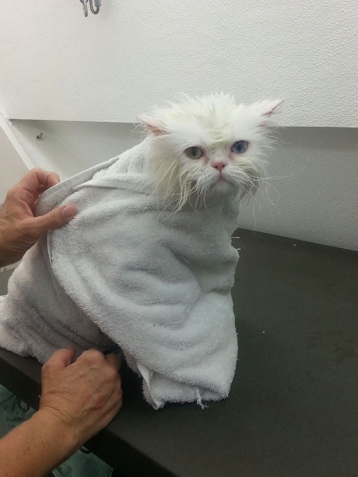 Jubilee waiting to be dried